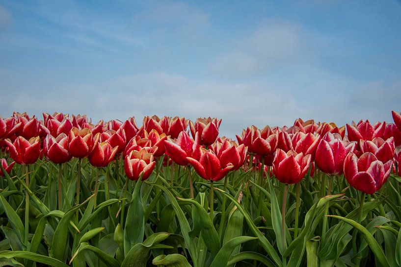 Rote Tulpen unter blauem Himmel von Natuurels