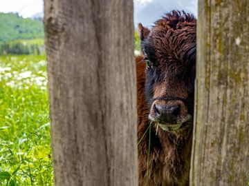 Kleines Kalb von Stijn Cleynhens