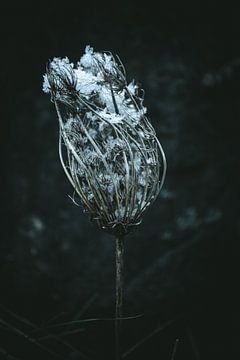 Uitgebloeide plant met sneeuw II van Jan Eltink