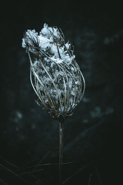Blooming plant with snow II by Jan