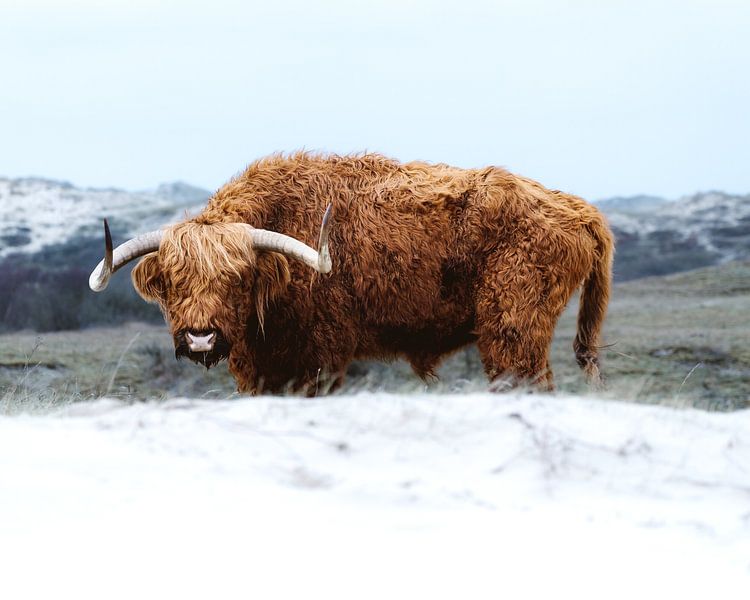 The Big Boss by Maurits Kool