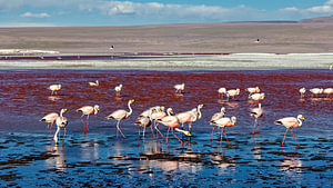 Die Flamingos der Laguna Colorada