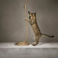 Cat behaviour series - Up the rope