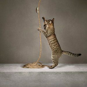 Serie Katzenverhalten - Auf dem Seil