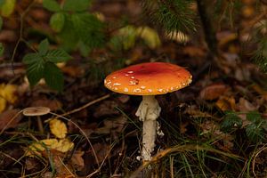 Rood met witte stippen