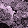 Une rose est une rose - monochrome sur Silva Wischeropp
