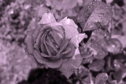 Een roos is een roos - monochroom