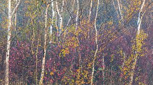 Bomen in herfst van Thijs Friederich