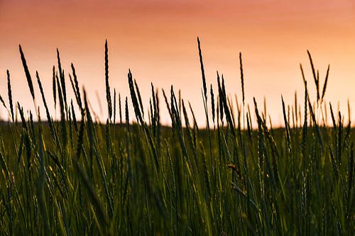 Duingrassen in de oranje avondzon