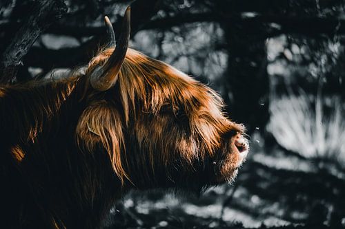 Portret Schotse Hooglander, Scottish Highlander