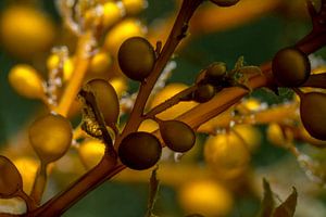 Extreme close-up of Japanese wireweed