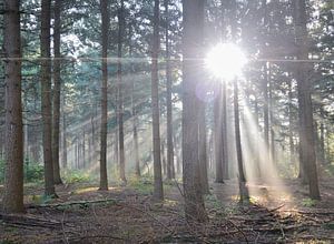 Die Atmosphäre im Wald...