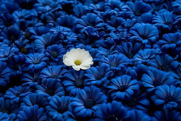 Het witte bloemetje tussen blauwe soortgenoten van John van den Heuvel