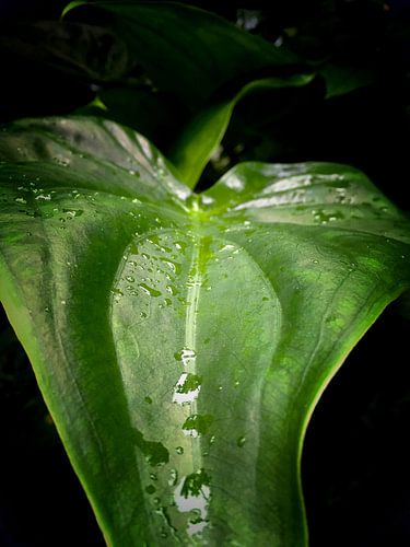 Groen blad van MoonCreate