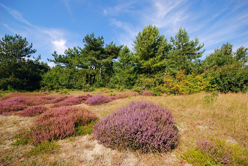 Heide Zwanenwater by Margreet Frowijn