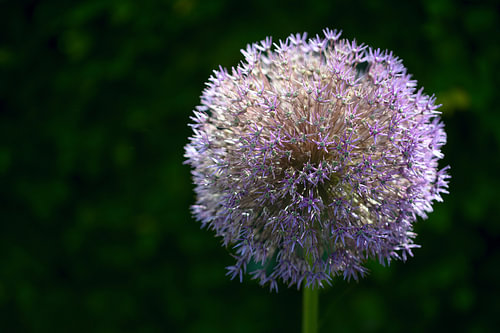 Star of Persia or Persian onion (Allium cristophii) flower head in backlight against a dark green ba