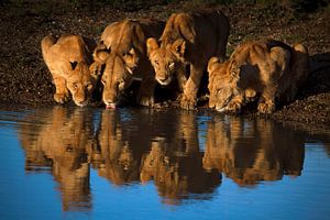 Lions of Mara, Mario Moreno by 1x