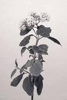 Schwarz-Weiß-Foto eines Blütenzweigs des Wolligen Schneeballes