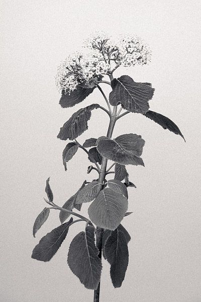 Black-and-white photo of a blossom branch of the woolly snowball by Kees de Winter