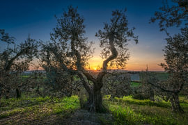 Sonnenuntergang zwischen Olivenbäumen in Santa Luce, Toskana von Stefano Orazzini