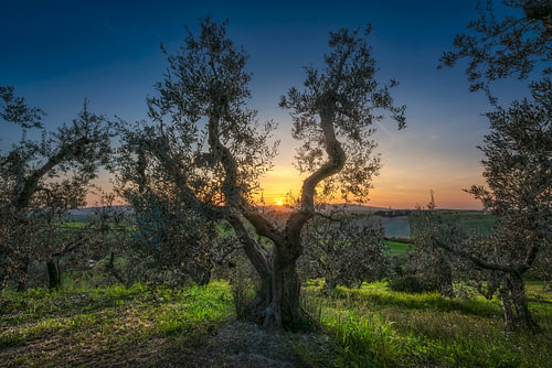 Coucher de soleil à travers les oliviers à Santa Luce, en Toscane