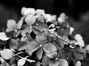 Dragonfly on hydrangea
