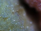 Vruchtenhagel onder de microscoop van Wijco van Zoelen thumbnail