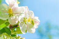 Witte bloesem aan een appelboom in de lente van Sjoerd van der Wal Fotografie thumbnail