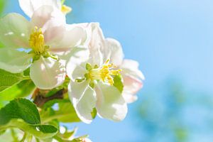 White blossom on an apple tree during spring