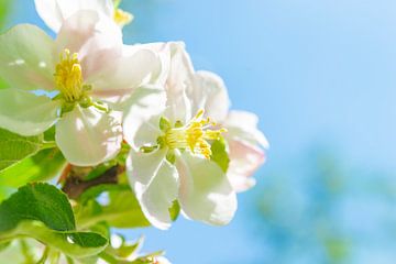 Witte bloesem aan een appelboom in de lente van Sjoerd van der Wal