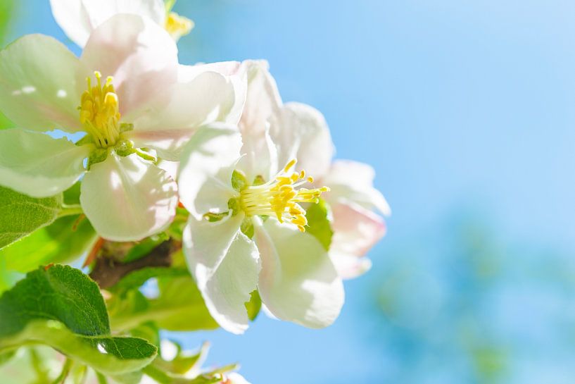 Witte bloesem aan een appelboom in de lente van Sjoerd van der Wal Fotografie