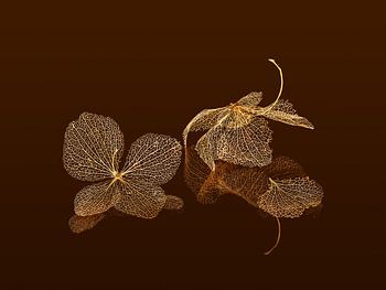 Uitgebloeide bloemen van een hortensia