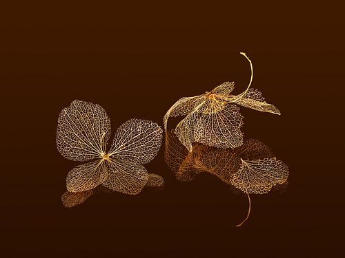 Uitgebloeide bloemen van een hortensia