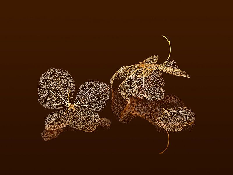 Dead flowers of a hydrangea by Kok and Kok