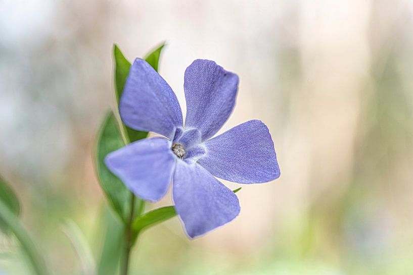 Plante à floraison printanière Pervenche par Rietje Bulthuis