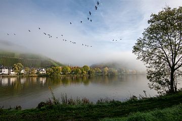 Matin brumeux d'automne sur la Moselle sur Martin de Bock