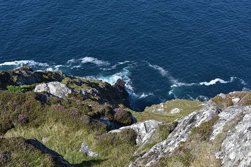 Purple herbs on the coast