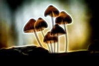 Neon Funghi