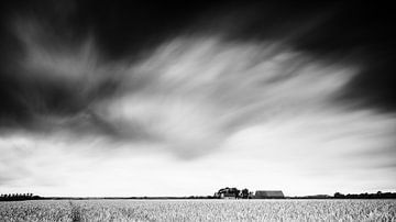 Grain field (black and white). by Lex Schulte