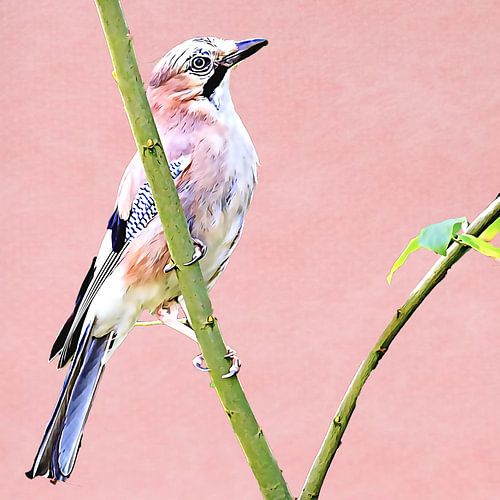 Vlaamse gaai (oud roze achtergrond)