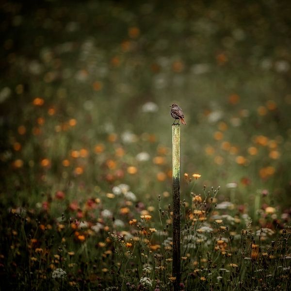 A birds heaven von Ruud Peters