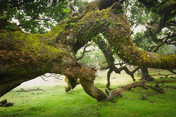 Enchanted Lands – Oude Eucalyptusboom in het Fanal Bos, Madeira