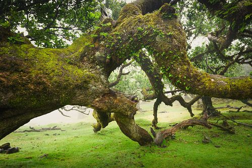Enchanted Lands – Oude Eucalyptusboom in het Fanal Bos, Madeira