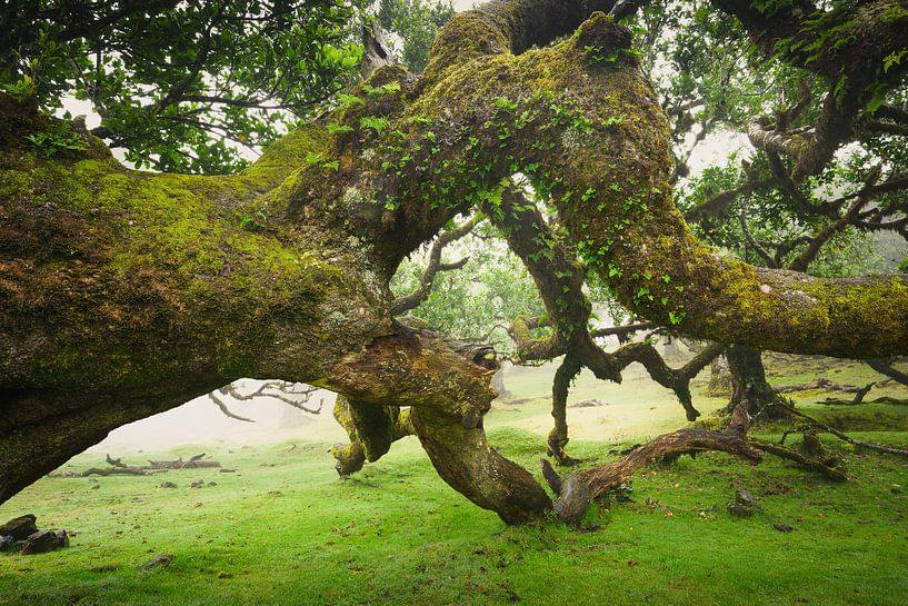 Enchanted Lands – Ancient Eucalyptus Tree in Fanal Forest, Madeira by John Goossens Photography