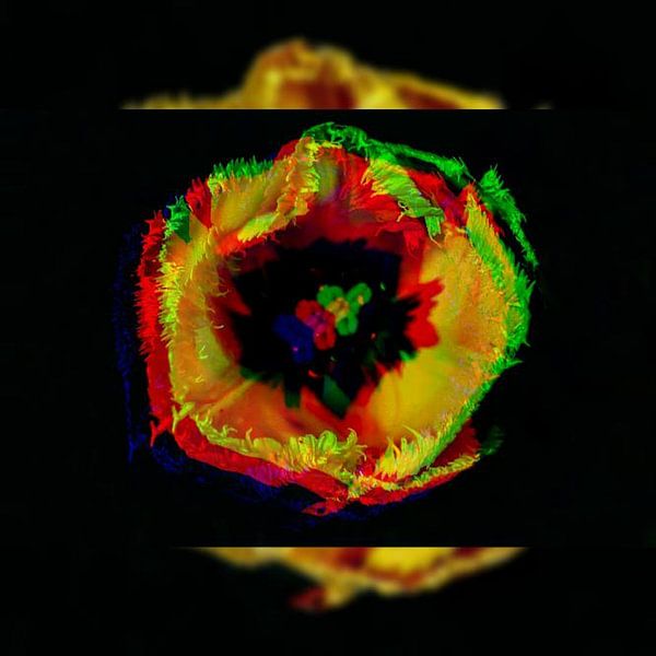 Flower Power von Deichhorst-Fotografie