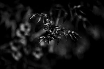 Botanica Noire No. 3