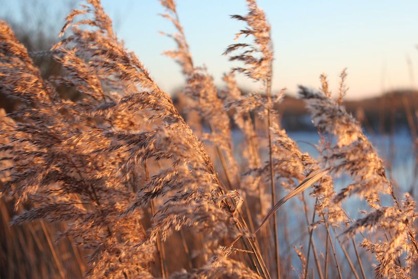 Winter reed by Nature Oostzaan