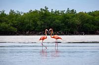 Flamingo's