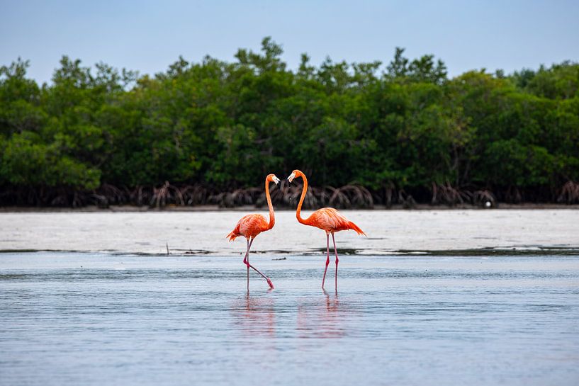 Flamingo's van Laura Vijverberg