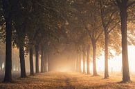 Tussen de bomen - lindelaan in de ochtendmist van Catrin Grabowski thumbnail